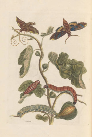 Maria Sibylla Merian - Dissertation sur la generation et les transformations des insectes de Surinam Pl34.webp