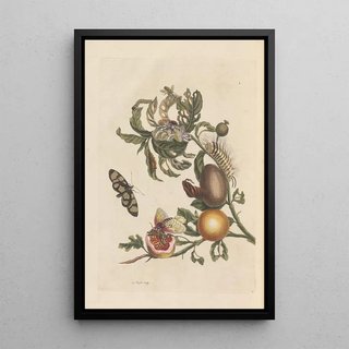 Maria Sibylla Merian - Dissertation sur la generation et les transformations des insectes de Surinam Pl38.webp