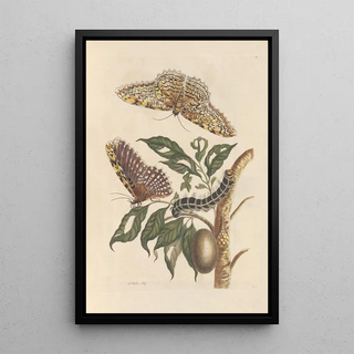 Maria Sibylla Merian - Dissertation sur la generation et les transformations des insectes de Surinam Pl42.webp