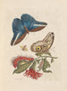 Dissertation sur la génération et les transformations des insectes de Surinam Pl48 - Maria Sibylla Merian — näkymä teoksesta
