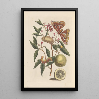 Maria Sibylla Merian - Dissertation sur la generation et les transformations des insectes de Surinam Pl53.webp