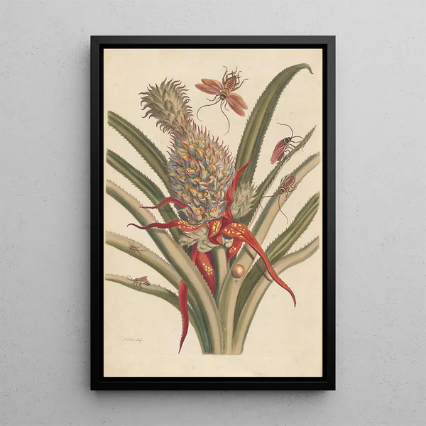 Maria Sibylla Merian - Dissertation sur la generation et les transformations des insectes de Surinam Pl64.webp