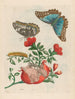 Grenadier - Maria Sibylla Merian — näkymä teoksesta