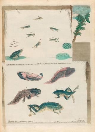 Maria Sibylla Merian - Grenouilles.webp