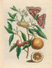 Citron - Maria Sibylla Merian — näkymä teoksesta