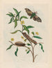 Ludwigia octovalvis - Maria Sibylla Merian — näkymä teoksesta