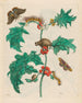Macca - Maria Sibylla Merian — näkymä teoksesta