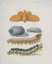 Metamorphose du Lappet - Maria Sibylla Merian — näkymä teoksesta