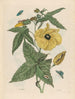Muscus Bloem - Maria Sibylla Merian — näkymä teoksesta