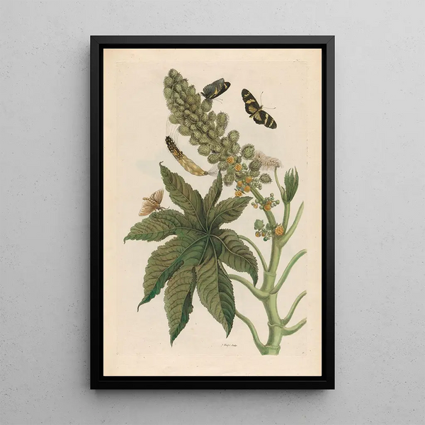 Maria Sibylla Merian - Palma Christi.webp
