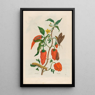 Maria Sibylla Merian - Poivre djnde.webp