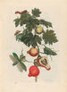 Sodomin omena - Maria Sibylla Merian — näkymä teoksesta