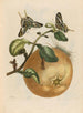 Pompelmous - Maria Sibylla Merian — näkymä teoksesta