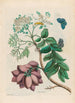 Amerikkalainen luumupuu - Maria Sibylla Merian — näkymä teoksesta