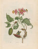 Rocher - Maria Sibylla Merian — näkymä teoksesta