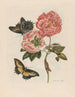 Rosier - Maria Sibylla Merian — näkymä teoksesta