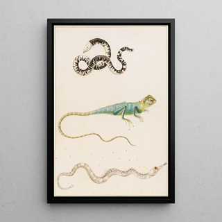 Maria Sibylla Merian - South American smallhead worm lizard iguana or East Indian tree lizard and pipefish.webp