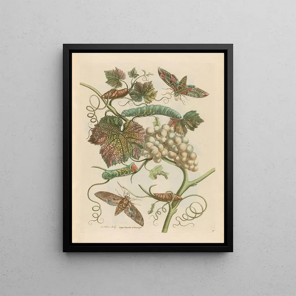Maria Sibylla Merian - Vigne blanche dAmerique.webp