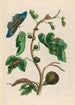 Valkoinen guava - Maria Sibylla Merian — näkymä teoksesta