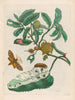 Sac d'acide - Maria Sibylla Merian — näkymä teoksesta