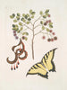 Acacia à feuilles plus grandes Papilio journal tout d'abord le plus grand - Mark Catesby — näkymä teoksesta