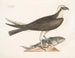 Le faucon pêcheur - Mark Catesby — näkymä teoksesta