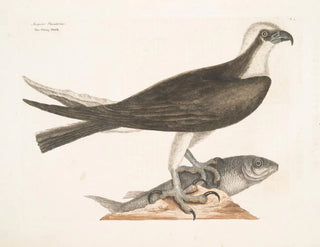 Le faucon pêcheur - Mark Catesby — näkymä teoksesta