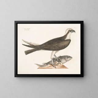 Le faucon pêcheur - Mark Catesby — kehystetty taideteos seinällä