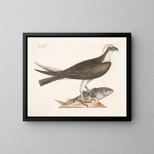 Le faucon pêcheur - Mark Catesby — kehystetty taideteos seinällä