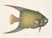 Un Acarauna et le Poisson-ange - Mark Catesby — näkymä teoksesta