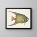 Un Acarauna et le Poisson-ange - Mark Catesby — kehystetty taideteos seinällä
