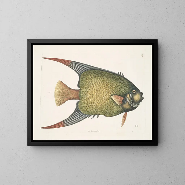 Un Acarauna et le Poisson-ange - Mark Catesby — kehystetty taideteos seinällä
