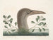Le grand fou de Bassano - Mark Catesby — näkymä teoksesta