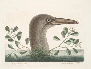 Le grand fou de Bassano - Mark Catesby — näkymä teoksesta