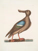 Anas Americanus Le Canard souchet à ailes bleues - Mark Catesby — näkymä teoksesta