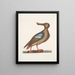 Anas Americanus Le Canard souchet à ailes bleues - Mark Catesby — kehystetty taideteos seinällä