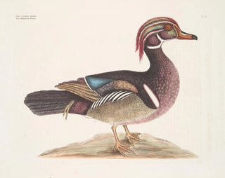Le Canard d'été élégant - Mark Catesby — näkymä teoksesta