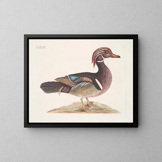 Le Canard d'été élégant - Mark Catesby — kehystetty taideteos seinällä