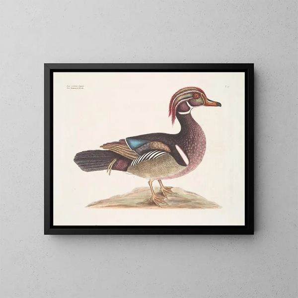 Le Canard d'été élégant - Mark Catesby — kehystetty taideteos seinällä