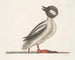 Le canard buffle - Mark Catesby — näkymä teoksesta