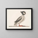 Le canard buffle - Mark Catesby — kehystetty taideteos seinällä