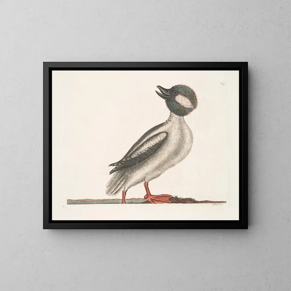 Le canard buffle - Mark Catesby — kehystetty taideteos seinällä
