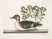 Le petit canard brun - Mark Catesby — näkymä teoksesta