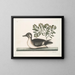 Le petit canard brun - Mark Catesby — kehystetty taideteos seinällä