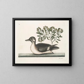 Le petit canard brun - Mark Catesby — kehystetty taideteos seinällä