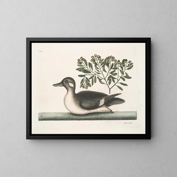 Le petit canard brun - Mark Catesby — kehystetty taideteos seinällä