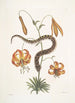 Anguis capite viperino Le Serpent à nez retroussé Lilium c - Mark Catesby — näkymä teoksesta