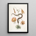 Anguis capite viperino Le Serpent à nez retroussé Lilium c - Mark Catesby — kehystetty taideteos seinällä