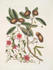 Anona foliis Laurinis Le Sappadillo Convolvulus feuilles panachées c - Mark Catesby — näkymä teoksesta