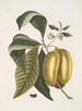Anona avec le fruit du fruit c - Mark Catesby — näkymä teoksesta